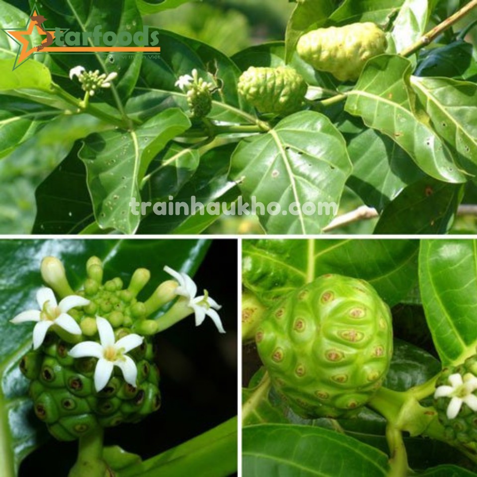 phòng chống ung thư nhờ trái nhàu