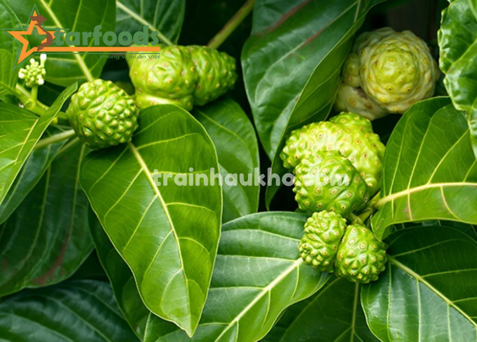 chữa cao huyết áp từ nhàu